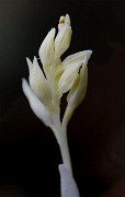 Cephalanthera austiniae - Phantom Orchid